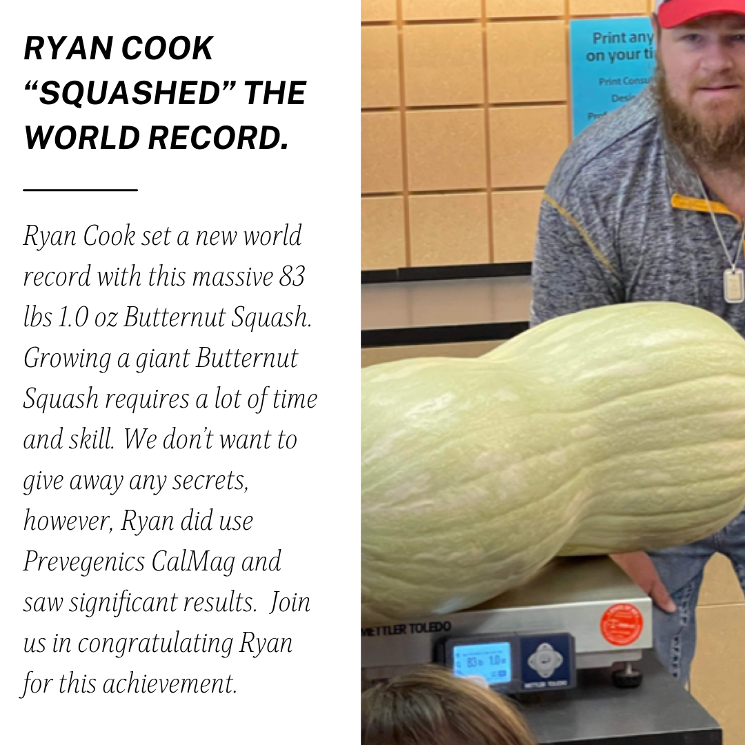 Giant Butternut Squash